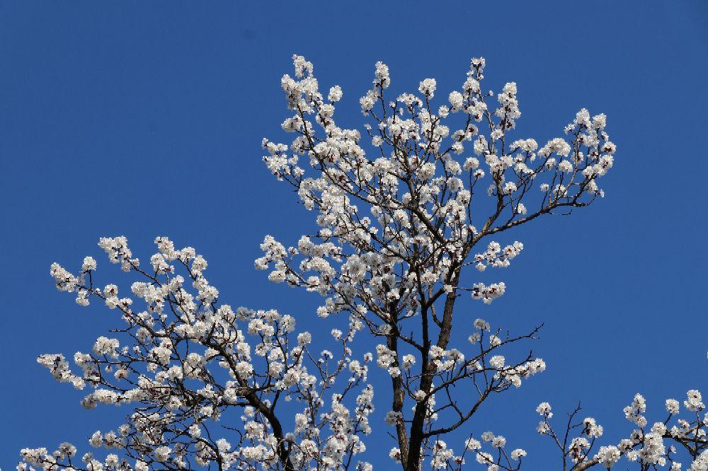 百花香dj在线试听百花香DJ在线试听，音乐与科技的完美结合